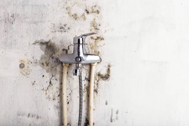 Best Affordable Mold Removal  in New Hampton, IA