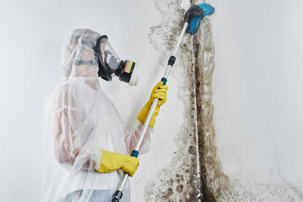 Reliable New Hampton, IA Mold Removal Solutions