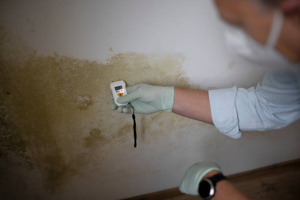 Best Emergency Mold Removal  in New Hampton, IA