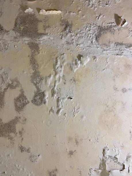 Best Mold Testing  in New Hampton, IA
