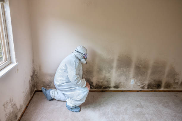 Best Mold Remediation  in New Hampton, IA