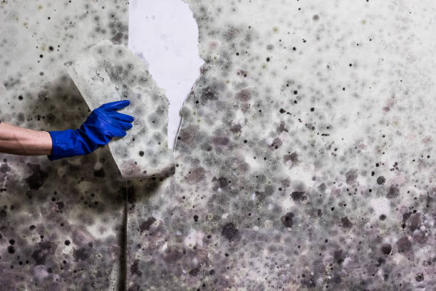 Crawl Space Mold Removal in New Hampton, IA